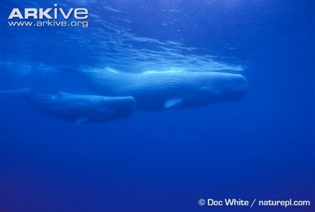 Physeter microcephalus (Sperm whale) with her calf.