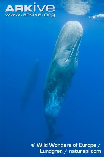Ventral view (belly) of a sperm whale. 